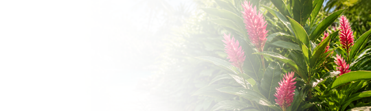 Awapuhi Desktop Scent Banner